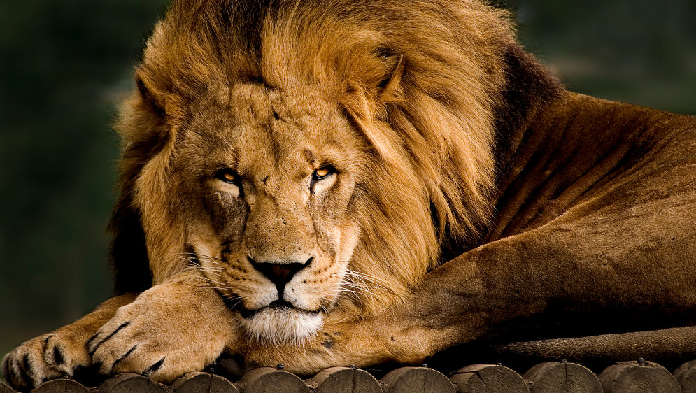 A male lion