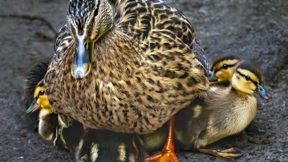A duck, with lots of ducklings under her.