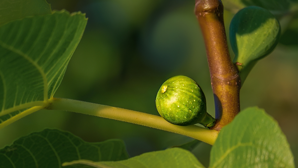 A fig tree.